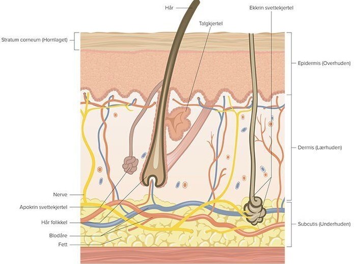 Kroppens prosess for tørr hud