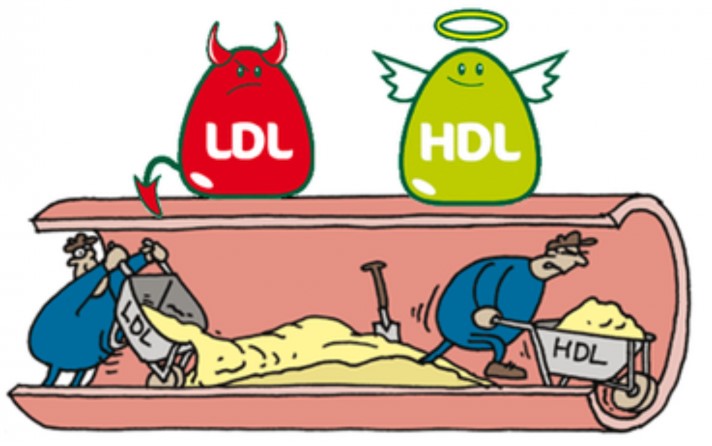 LDL og HDL kolesterol