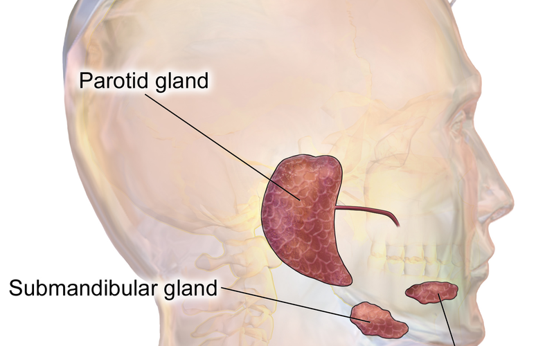 Blausen_0780_SalivaryGlands.wikiped.01